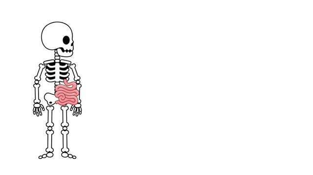 Animation of the anatomy of the small intestine in humans