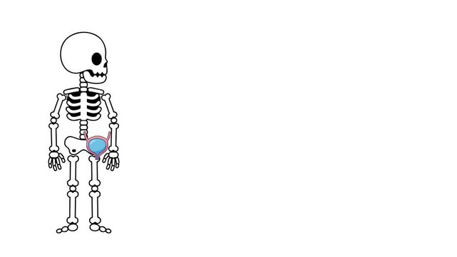 Animation of the anatomy of the human bladder