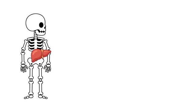 Animated anatomy of the human liver