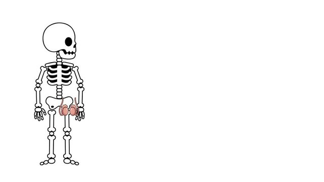 Anatomical animation of the human testicles