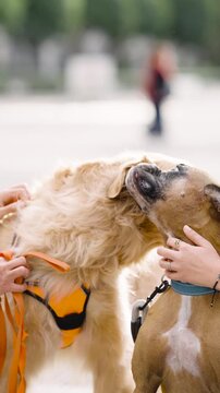 Beautiful golden retriever and a friendly boxer dog enjoying a moment of affection outdoors. Their owners are gently petting them in a park