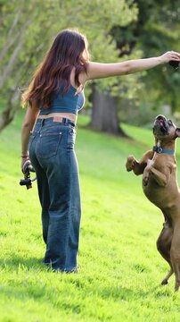 Young woman playing with her boxer dog in a green park. Energetic dog jumping and running to catch a pinecone from her owner's hand