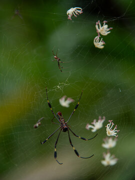 Golden silk orb-weaver spider on web in green natural background