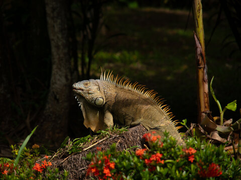 Green iguana basking on a tree stump among red ixora flowers in a Costa Rica garden. Wild reptile in tropical habitat