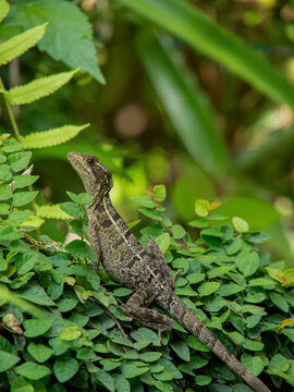 Common basilisk lizard perched on green foliage in a tropical setting in Costa Rica