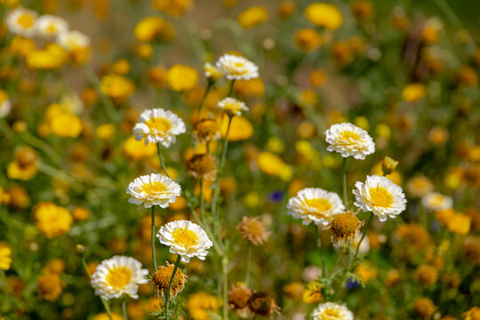 Selective focus of white yellow pollen flowers in the garden, Chrysanthemum coronarium, Glebionis coronaria is a species of flowering plant in the family Asteraceae, Natural floral pattern background.