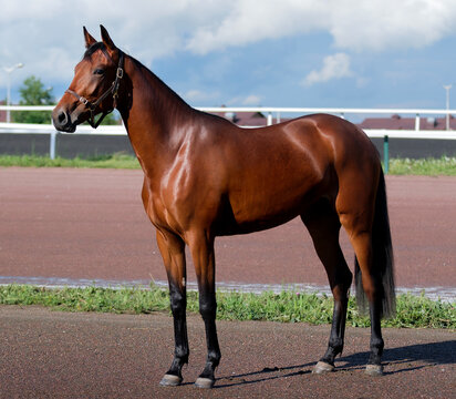 Horse. A thoroughbred horse of the Oryol Trotter breed. Harness racing. Trotting horse race. Side view. In full growth
