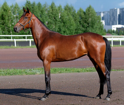 Horse. A thoroughbred horse of the Oryol Trotter breed. Harness racing. Trotting horse race. Side view. In full growth