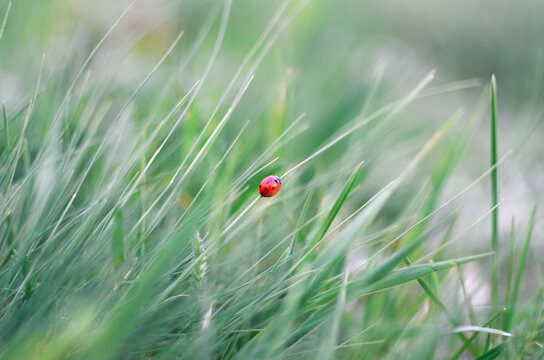 Small ladybug sitting on blade of green grass in summer meadow close up