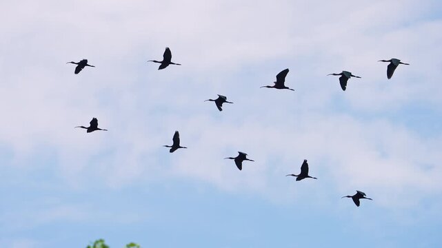 Flock of ibis flying through the sky in slow motion over Utah during the summer in Utah.