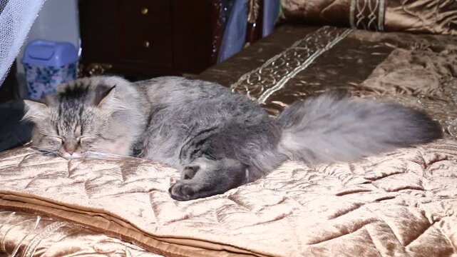Fluffy gray tabby cat sleeping peacefully on a golden quilted bedspread with video long haired gray cat resting comfortably textured golden blanket