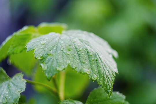 Fresh green currant leaves with water drops after rain in garden close up