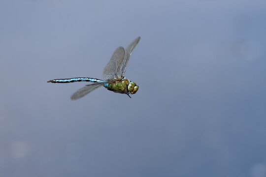 the male emperor dragonfly (Anax imperator)