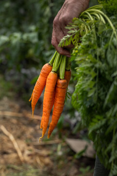 Gardener harvesting fresh organic carrots from a garden