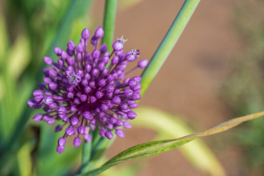 Close up purple elephant garlic flower blossom with spherical pattern in south korea.