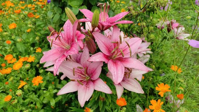 Pink lilies in the garden after the rain