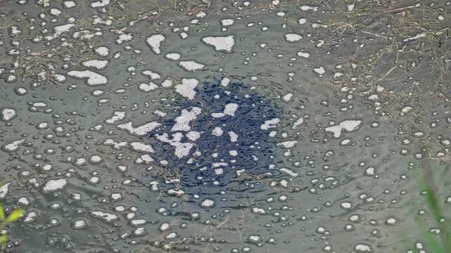 School of Bullhead catfish fry as they swim in the Provo River Delta during summer in Utah.