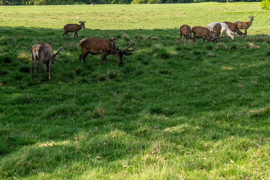 Rothirsch-Rudel grast auf einer Wiese im Wildgehege des Jagdschlosses Eremitage, D&auml;nemark