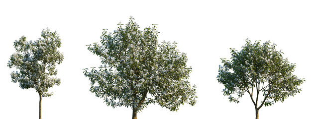 Set of blooming Michelia maudiae (the smiling monkey forest tree) frontal set street trees isolated png on a transparent background perfectly cutout © Viktoria
