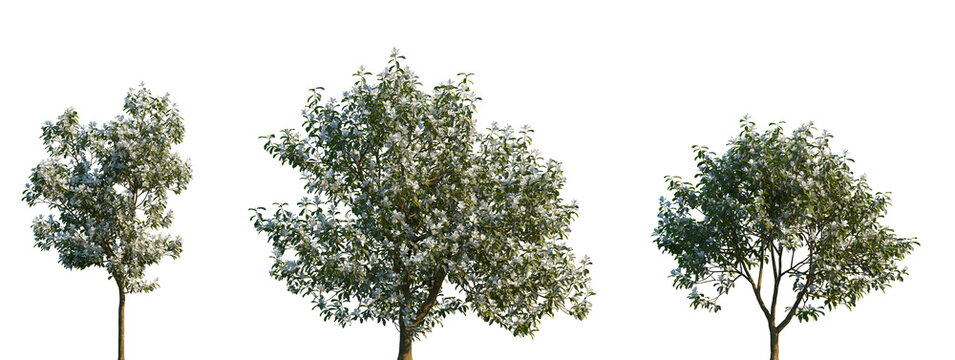 Set of blooming Michelia maudiae (the smiling monkey forest tree) frontal set street trees isolated png on a transparent background perfectly cutout