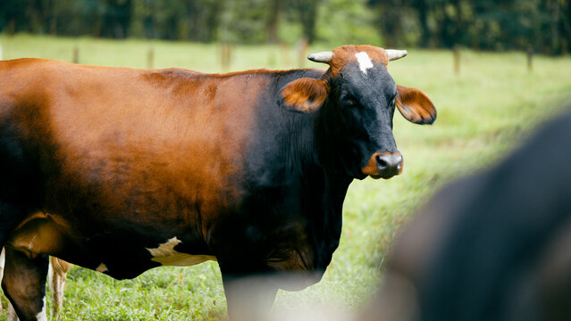 Dairy cow grazing in a green meadow. Farm animal in a rural landscape, representing agriculture and livestock