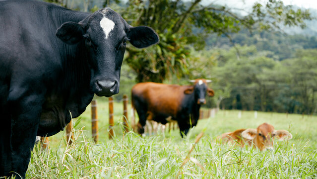 Family of cows, a calf relaxing in lush green pasture, and a bull grazing in the background, showing cattle farming