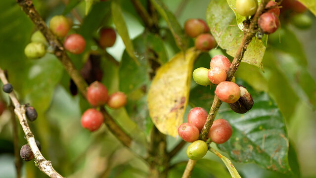 Clusters of raw red and green coffee berries ripening on a plant branch at a plantation in Arenal Volcano Natural Park