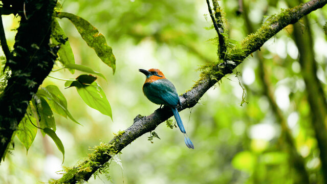 Broad billed Motmot bird showing colorful plumage while perching on a moss covered branch in the lush tropical rainforest environment