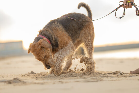 Airedale Terrier dog digging in sand on a beach, with a leash held by a person, soft sunlight illuminating the scene and ocean waves visible in the background. Airedale Terrier