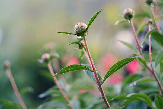Peony flower buds with water drops after rain blooming in spring garden close up