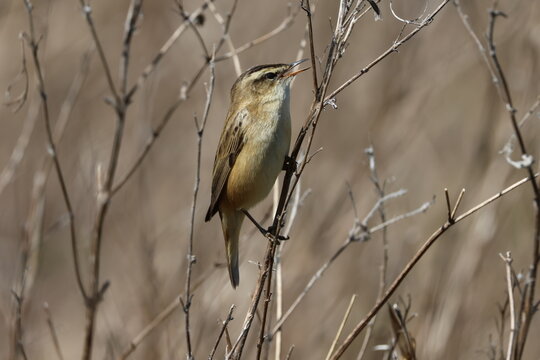 the sedge warbler (Acrocephalus schoenobaenus)