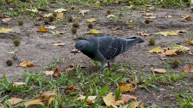 Follow shot of a pigeon foraging on green grass with yellow fallen sweetgum leaves and burrs. Daylight. Concept of urban wildlife and autumn