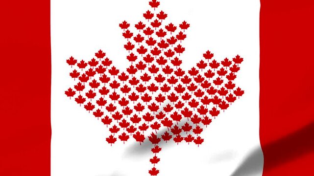 Red maple leaves forming Canada shape on white background
