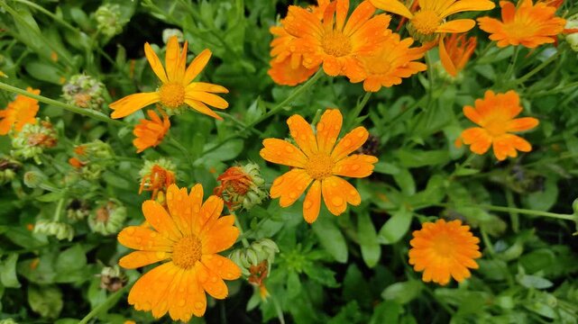 Raindrops on flowers