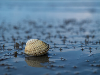 Common cockle shell resting on a tidal mudflat during low tide in the Wadden Sea, Germany. A characteristic bivalve of the North Sea intertidal ecosystem © Maciej Bonk