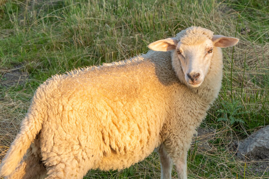 Close-up portrait of a domestic sheep illuminated by warm golden hour sunlight while grazing on a grassy dike in northern Germany