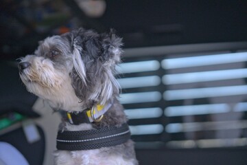 犬の横顔 © mitsukota
