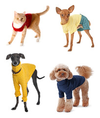 Naklejka premium Cute dogs and cat in pet clothes isolated on white, set