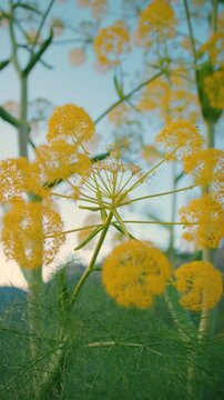 Yellow wild fennel flowers in Calabria after sunset