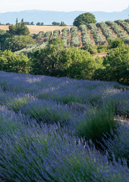 Fragrant Purple Blooming Lavender Growing in Fields on the Valensole Plateau, Provence, France