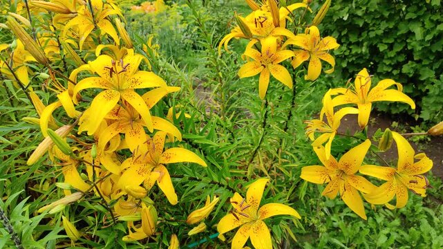 Yellow lilies after the rain