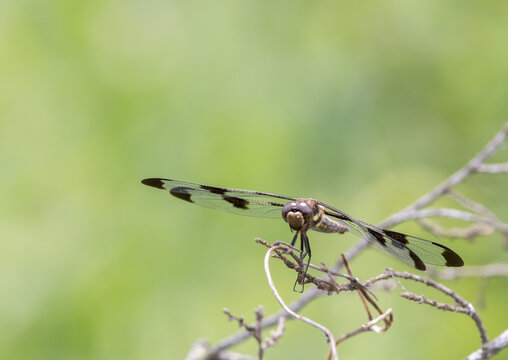Twelve-spotted Skimmer dragonfly closeup front view with a soft green nature background in July in Haliburton Ontario
