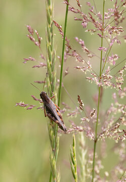 Red-legged Spar-throated Grasshopper on  Creeping Bentgrass in Haliburton, Ontario
