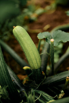 Young green zucchini growing naturally on plant in summer garden