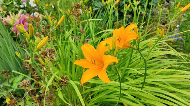 Yellow lilies in the garden after the rain