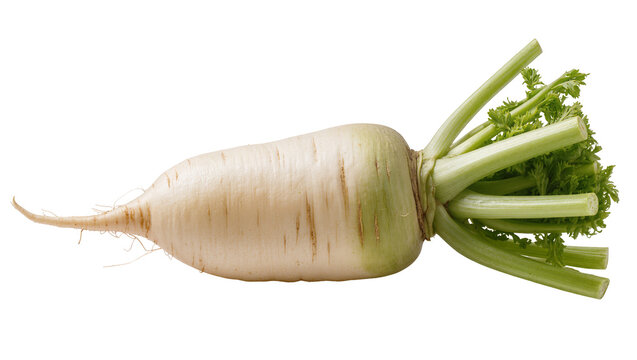 Isolated fresh long white daikon radish with green leaves and roots for healthy cooking