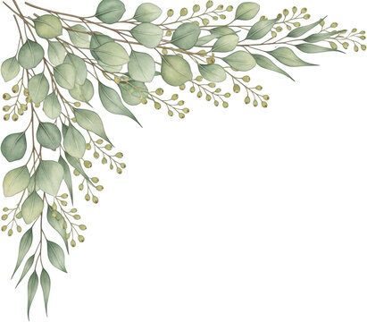 Delicate watercolor eucalyptus branches with soft green leaves and small buds gracefully arranged in a corner decorative flourish floral botanical greenery nature painting
