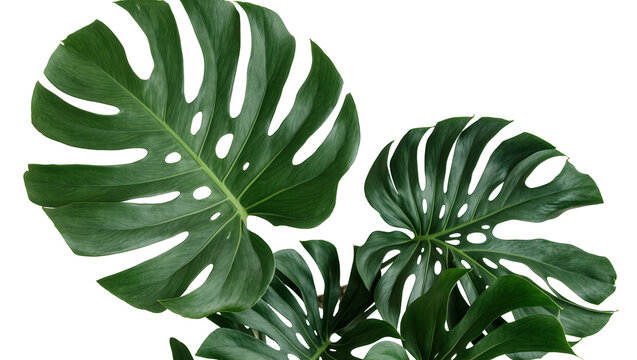 Isolated Monstera deliciosa tropical plant with large dark green leaves and natural fenestrations