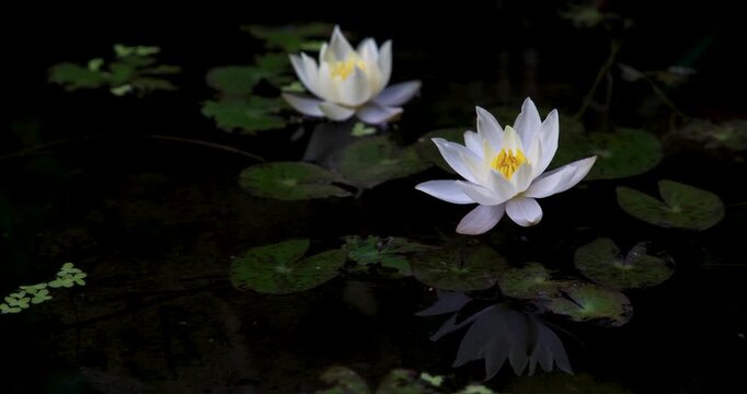 水鉢の中の小さなスイレンの花