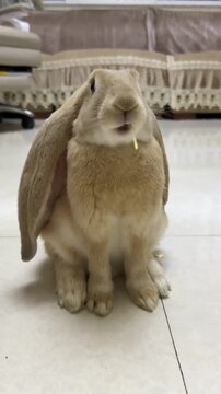 Cute Brown Bunny Munching on Hay - So Satisfying!